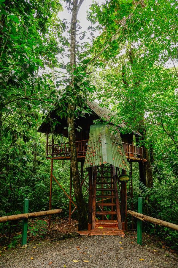 Tree Costa Rica Florencia