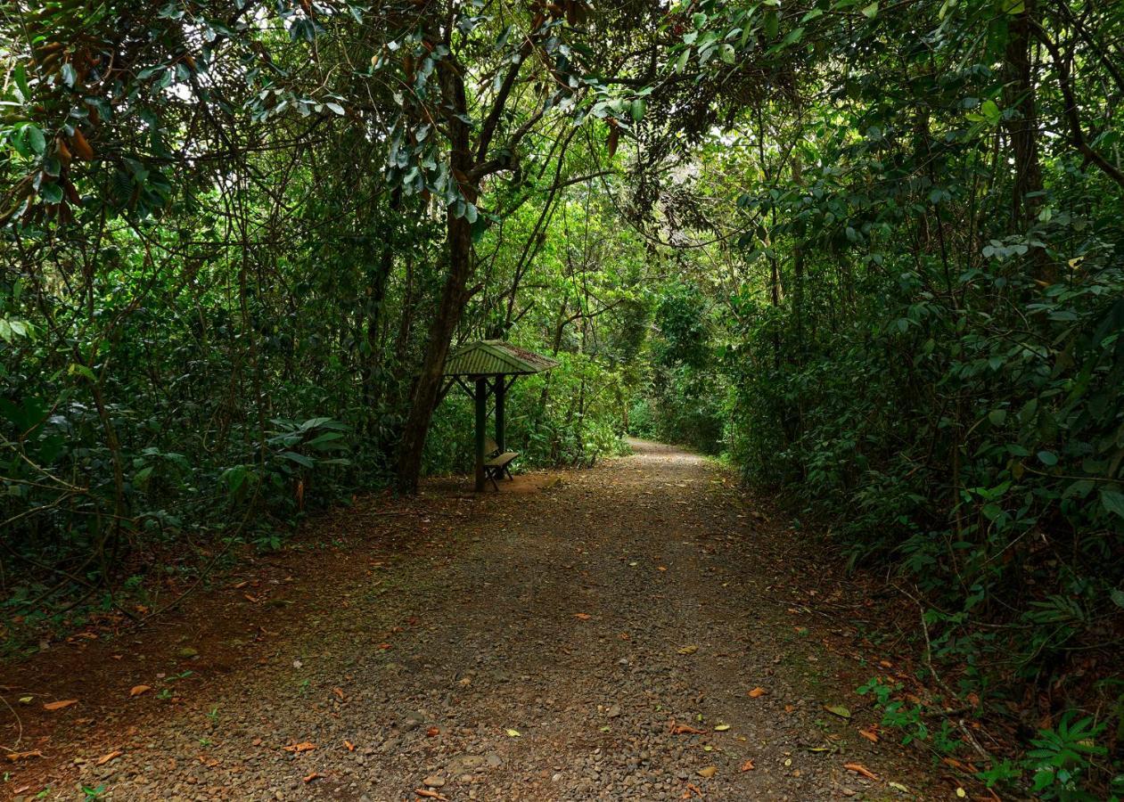 Lodge Tree Costa Rica *